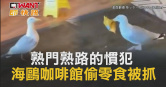 圖說-熟門熟路的慣犯　海鷗咖啡館偷零食被抓
