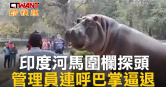 圖說-印度河馬圍欄探頭　管理員連呼巴掌逼退