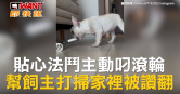 圖說-貼心法鬥主動叼滾輪　幫飼主打掃家裡被讚翻