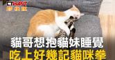 圖說-哥哥想抱妹妹睡覺　吃上好幾記貓咪拳
