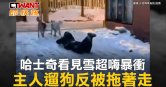 圖說-哈士奇看見雪超嗨暴衝　主人遛狗反被拖著走
