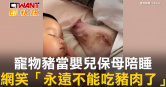 圖說-寵物豬當嬰兒保母陪睡　網笑「永遠不能吃豬肉了」