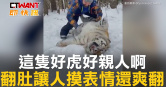 圖說-這隻好虎好親人啊　翻肚讓人摸表情還爽翻