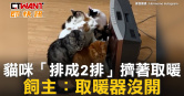 圖說-貓咪「排成2排」擠著取暖　飼主：取暖器沒開