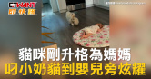 圖說-貓咪剛升格為媽媽　叼小奶貓到嬰兒旁炫耀
