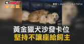 圖說-黃金獵犬沙發卡位　堅持不讓座給飼主