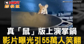 圖說-真「鼠」版上演掌鍋　影片曝光引55萬人笑翻