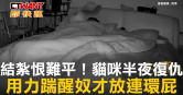 圖說-結紮恨難平！貓咪半夜復仇　用力踹醒奴才放連環屁
