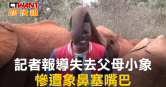 圖說-記者報導失去父母小象 慘遭象鼻塞嘴巴