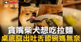 圖說-貪嘴柴犬想吃拉麵  桌底竄出吐舌舔碗媽無奈