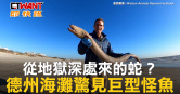 圖說-從地獄深處來的蛇？　德州海灘驚見巨型怪魚