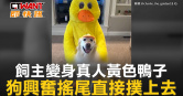 圖說-飼主變身真人黃色鴨子　狗興奮搖尾直接撲上去