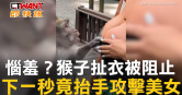 圖說-惱羞？猴子扯衣被阻止　下一秒竟抬手攻擊美女