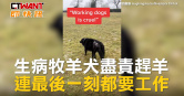 圖說-生病牧羊犬盡責趕羊　連最後一刻都要工作