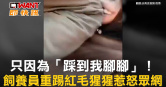 圖說-只因為「踩到我腳腳」！　飼養員重踢紅毛猩猩惹怒眾網