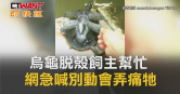 圖說-烏龜脫殼飼主幫忙　網急喊別動會弄痛牠
