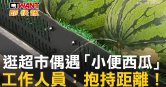 圖說-逛超市偶遇「小便西瓜」　工作人員：抱持距離！
