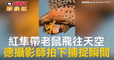 圖說-紅隼帶老鼠飛往天空　德攝影師拍下捕捉瞬間