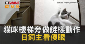 圖說-貓咪樓梯旁做謎樣動作　日飼主看傻眼
