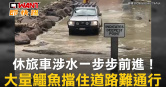 圖說-休旅車涉水一步步前進！　大量鱷魚擋住道路難通行