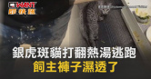 圖說-銀虎斑貓打翻熱湯逃跑　飼主褲子濕透了