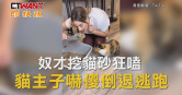 圖說-奴才挖貓砂狂嗑　貓主子嚇傻倒退逃跑