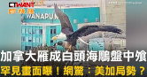 圖說-加拿大雁成白頭海鵰盤中飧　罕見畫面曝！網驚：美加局勢？