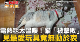 圖說-電熱毯太溫暖！貓「被擊敗」　見最愛玩具竟無動於衷