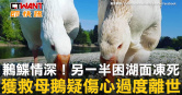 圖說-鶼鰈情深！另一半困湖面凍死　獲救母鵝疑傷心過度離世