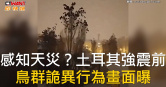 圖說-感知天災？土耳其強震前　鳥群詭異行為畫面曝