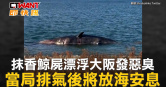 圖說-抹香鯨屍漂浮大阪發惡臭　當局排氣後將放海安息