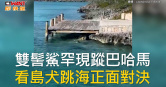 圖說-雙髻鯊罕現蹤巴哈馬　看島犬跳海正面對決