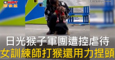 圖說-日光猴子軍團遭控虐待　女訓練師打猴還用力捏頭