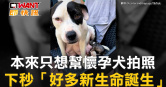 圖說-本來只想幫懷孕犬拍照　下秒「好多新生命誕生」