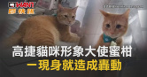 圖說-高捷貓咪形象大使蜜柑　一現身就造成轟動