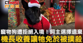 圖說-寵物狗遭拒絕入境！飼主選擇遺棄　機長收養讓牠免於被撲殺