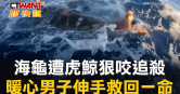 圖說-海龜遭虎鯨狠咬追殺 暖心男子伸手救回一命