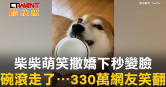圖說-柴柴萌笑撒嬌下秒變臉　碗滾走了⋯330萬網友笑翻