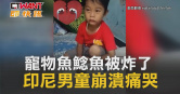 圖說-寵物魚鯰魚被炸了　印尼男童崩潰痛哭
