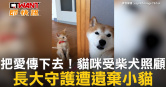 圖說-把愛傳下去！貓咪受柴犬照顧　長大守護遭遺棄小貓