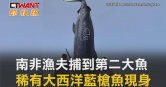 圖說-南非漁夫捕到第二大魚　稀有大西洋藍槍魚現身