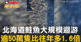圖說-北海道鮭魚大規模迴游　逾50萬隻比往年多1.6倍