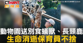 圖說-動物園送別食蟻獸、長頸鹿　生命消逝保育員不捨