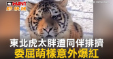 圖說-東北虎太胖遭同伴排擠　委屈萌樣意外爆紅