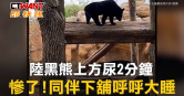 圖說-陸黑熊上方尿2分鐘　下舖呼呼大睡同伴慘了