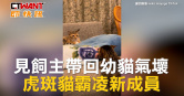 圖說-見飼主帶回幼貓氣壞　虎斑貓霸凌新成員