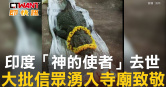 圖說-印度「神的使者」去世　大批信眾湧入寺廟致敬