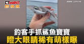 圖說-釣客手抓鯊魚寶寶　瞪大眼睛稀有萌樣曝
