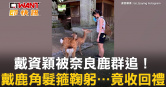 圖說-戴資穎被奈良鹿群追！　戴鹿角髮箍鞠躬⋯竟收回禮