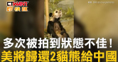 圖說-多次被拍到狀態不佳！　美將歸還2貓熊給中國